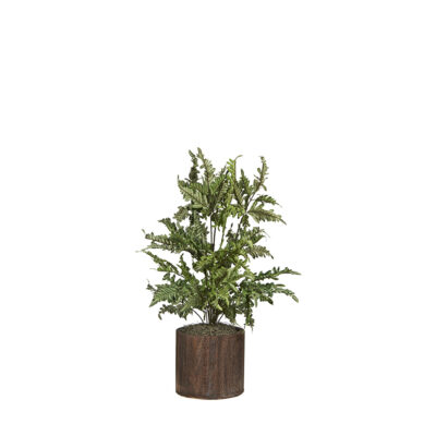 Heather Fern in Large Round Wooden Planter - 7255006
