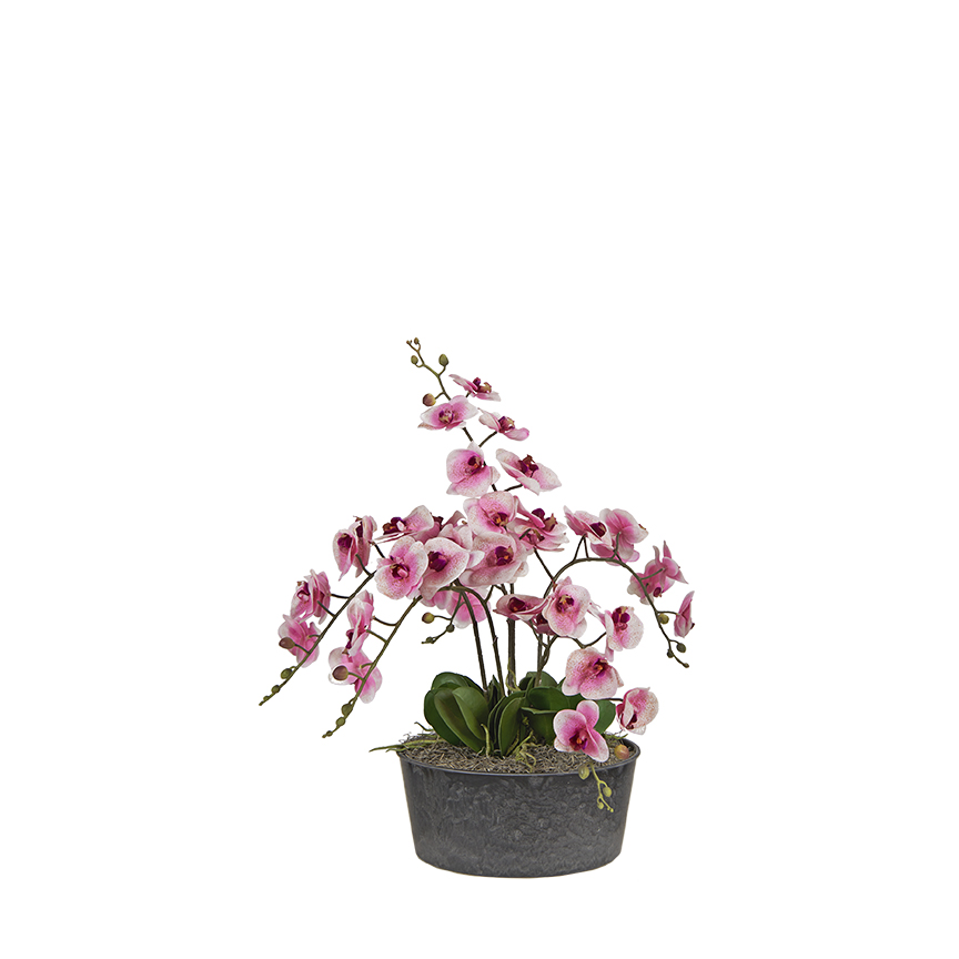 Pink Phal Orchids in Round Plastic Planter - 7255008
