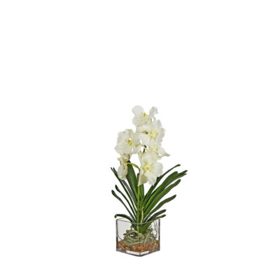 White Orchids in Square Glass Vase - 7255016