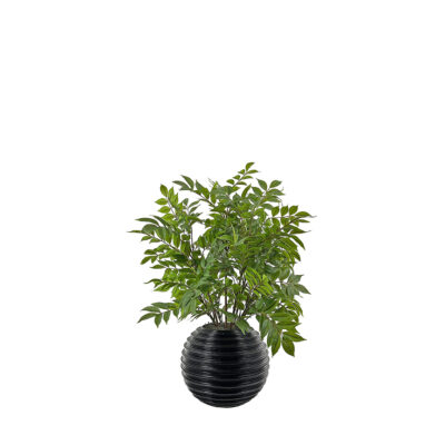 Ficus in Round Ribbed Planter - 7255039