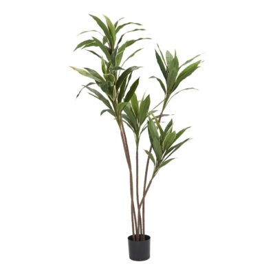 Variegated Cordyline in Nursery Pot 6' - TL1050