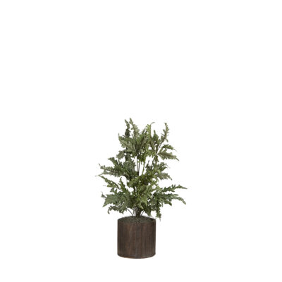 Fern in Round Wooden Planter - 7255006