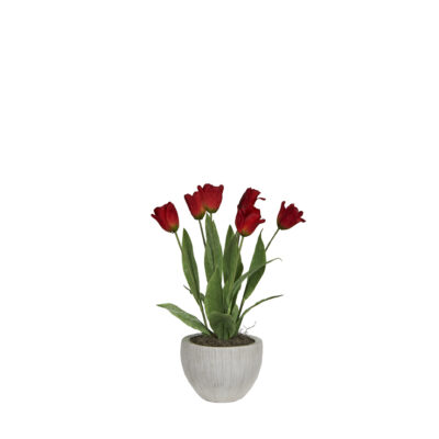 Red Tulips in Distressed Clay Pot - 7255011
