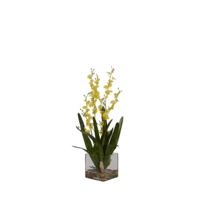 Yellow Dancing Orchid in Square Glass Vase - 7255013