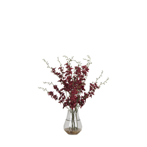 Red Dancing Orchid in Glass Vase - 7255003