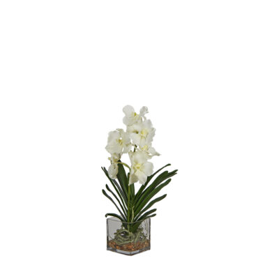 White Orchids in Square Glass Vase - 7255016