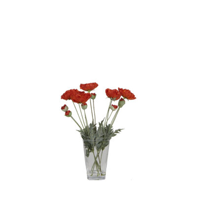 Poppies in Glass Vase - 7255021