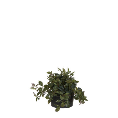 Fruited Ivy in Round Plastic Planter - 7255004