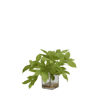 Lemon Leaf in Square Glass Vase - 7255005