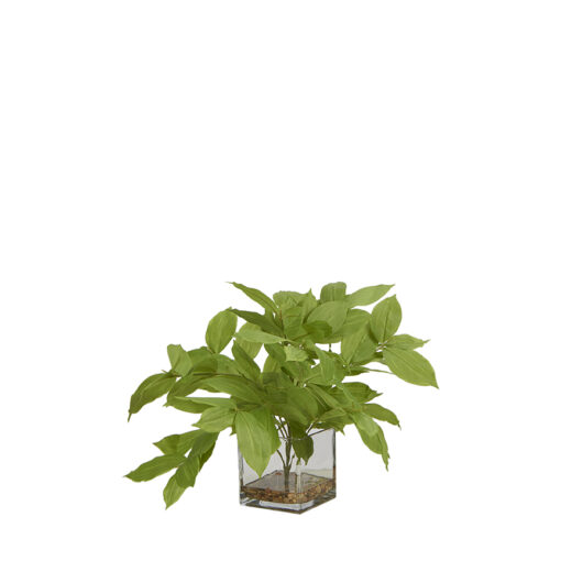 Lemon Leaf in Square Glass Vase - 7255005