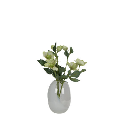 Cream Hellebores in Half-Tinted Vase - 7255026