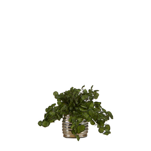 Ivy in Ribbed Planter - 7255007