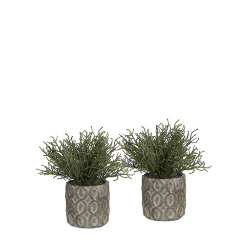 Greenery in Round Planter - 7255002