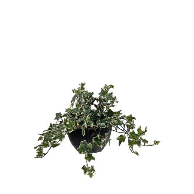 Ivy in Boat Planter - 7255017