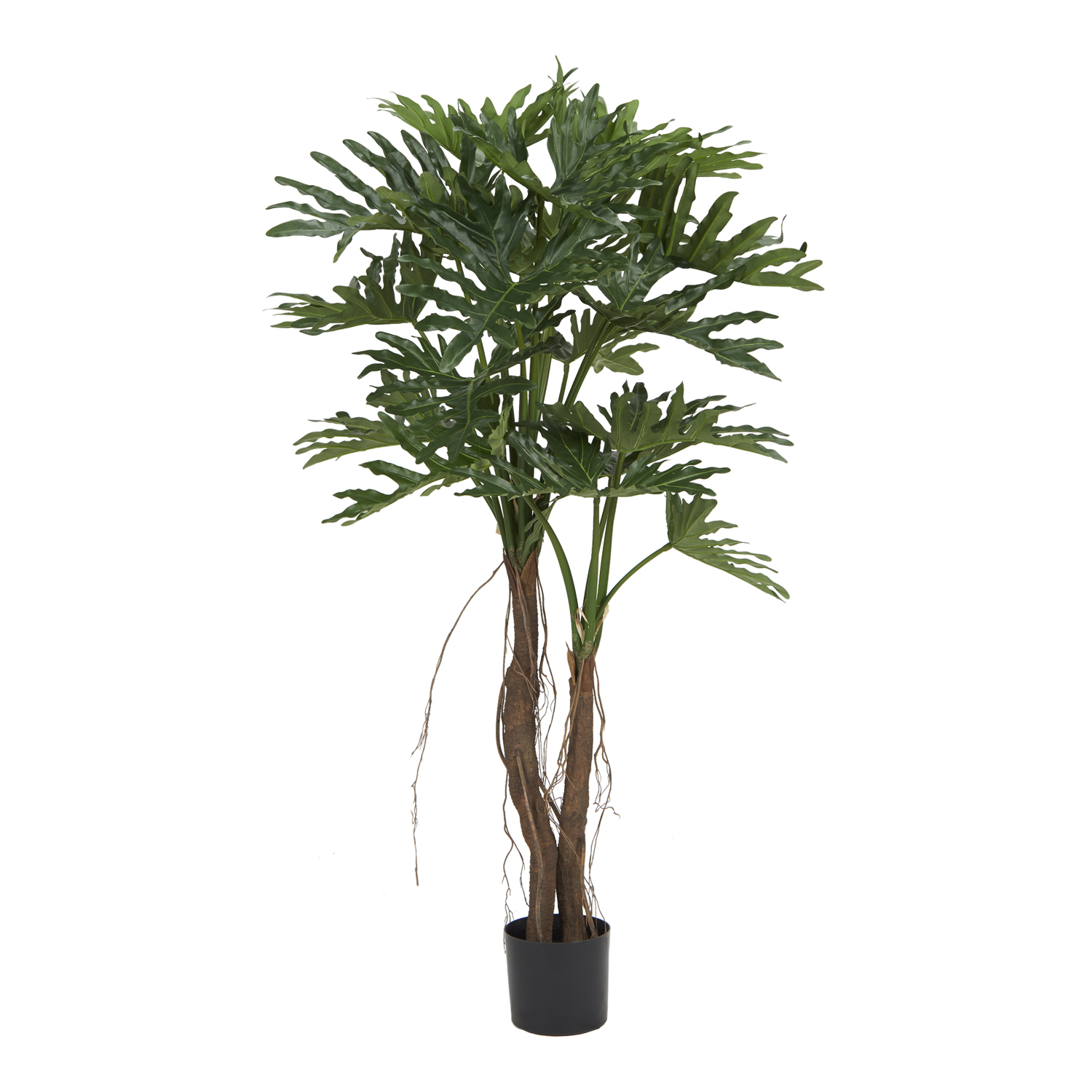 Philodendron Selloum 5' - TL1048