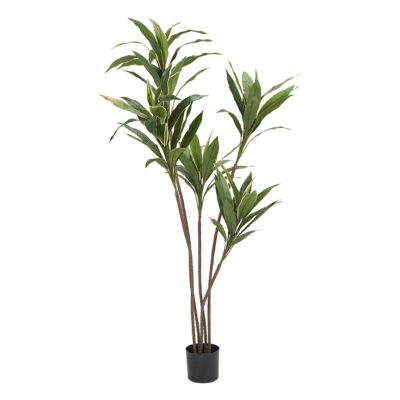 6' Variegated Cordyline in Nursery Pot