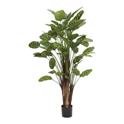 Calathea Plant in Nursery Pot 4' - TL1051