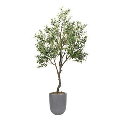 Large Olive Tree