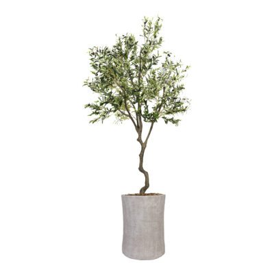 Large Olive Tree 9' - Weston Planter - 1035-2914