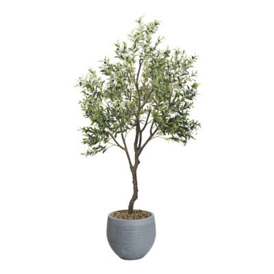 Medium Olive Tree 8'