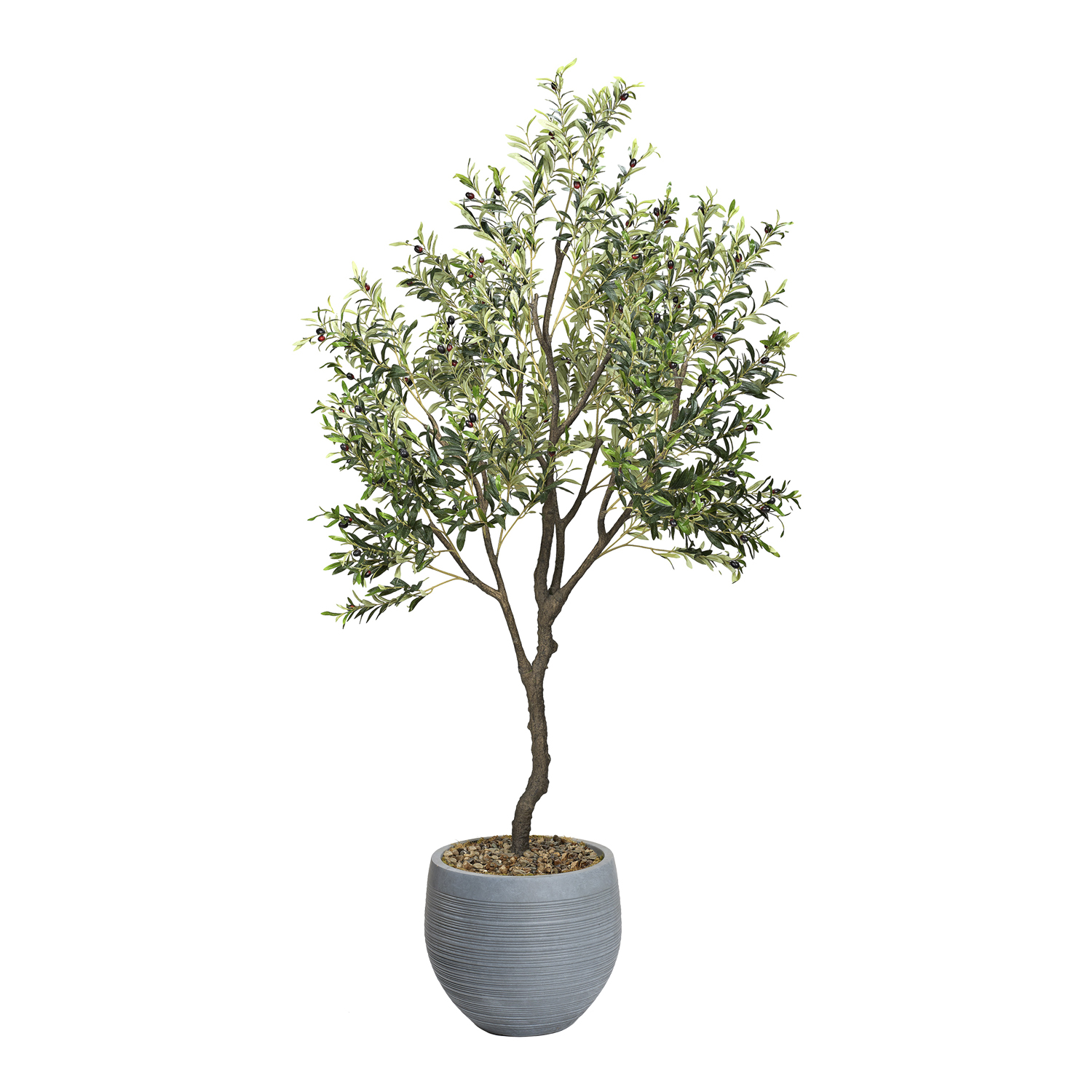 Medium Olive Tree 8′