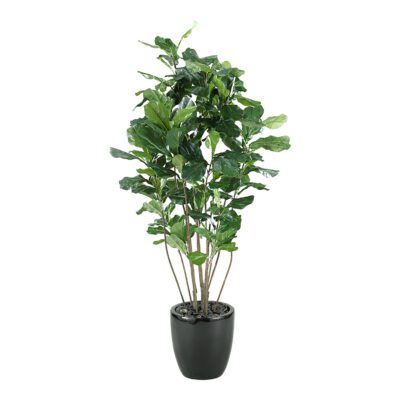 Fiddle Leaf Fig Plant - Taylor Planter - 313432