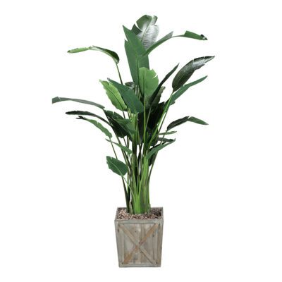 Medium Traveler Palm - Grange Planter - 315939