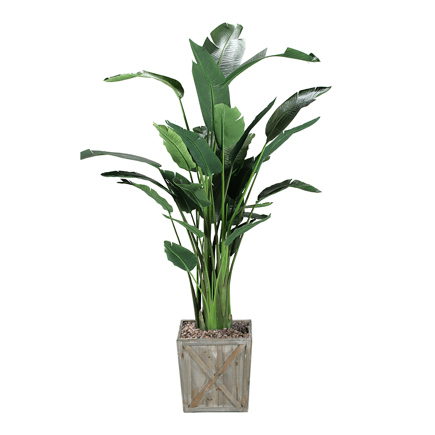 Traveler Palm in Large Grange Planter 8′ – 315939