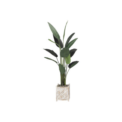 Traveler Palm 7' - 318417 - Coastal Crate Planter