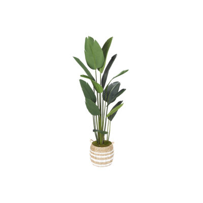 Traveler Palm 7' - 727 - Tan/White Rope Basket