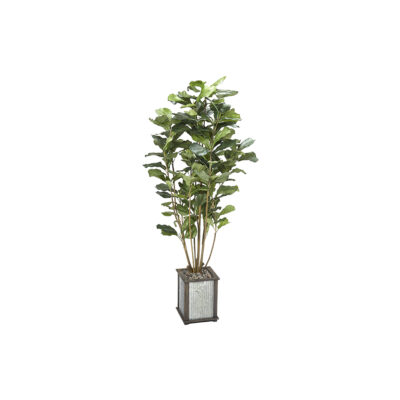 Fiddle Leaf Fig Plant - Tin and Timber Planter - 319914