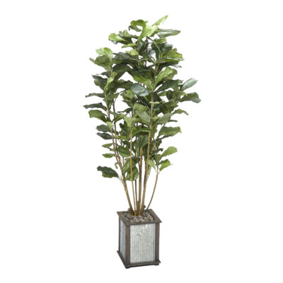 Fiddle Leaf Fig Plant - Tin and Timber Planter - 319914
