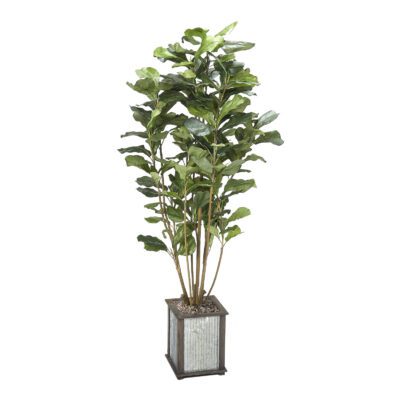 Fiddle Leaf Fig Plant - Tin and Timber Planter - 319914