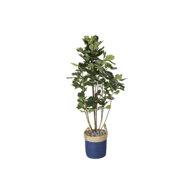 Fiddle Leaf Fig Plant 5' - 316908 - Blue/Rattan Basket with Handles