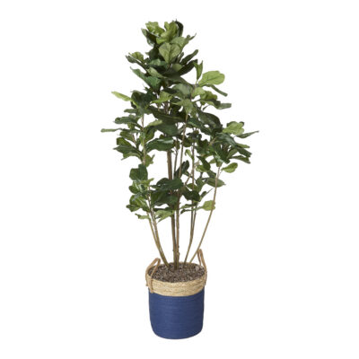 Fiddle Leaf Fig Plant - Blue/Rattan Basket with Handles - 320423