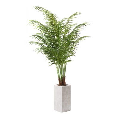 Medium Areca Palm