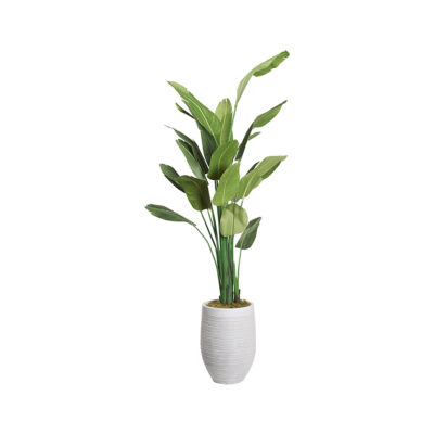 Traveler Palm 8' - 728 - Kai Planter