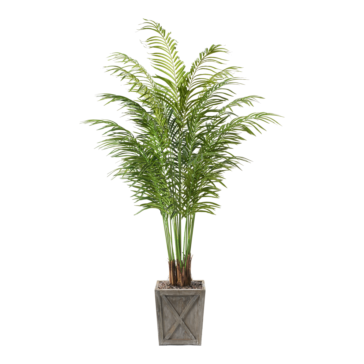 Medium Areca Palm - Image 2