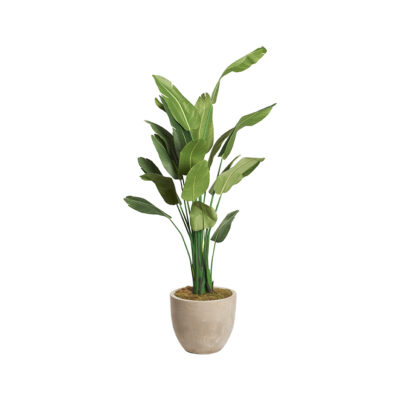 Traveler Palm 8' - 728 - Grove Planter
