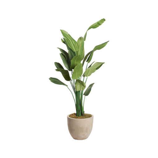 Traveler Palm 8.5' - 728-3101 - Image 6