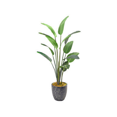 Traveler Palm 7' - 727 - Hudson Planter