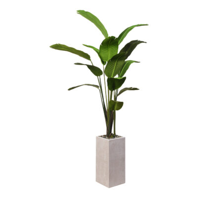 Medium Traveler Palm - Medium Everett Planter - 321906