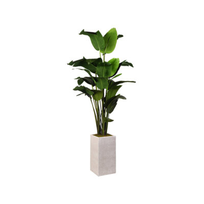 Traveler Palm 7' - 727 - Large Everett Planter