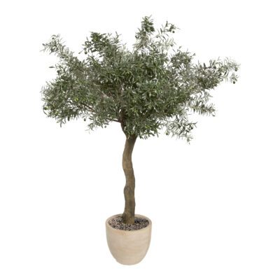 Weathered Olive Tree