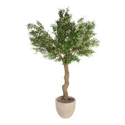 Weathered Olive Tree