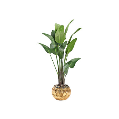 Traveler Palm 7' - 727 - Felix Planter