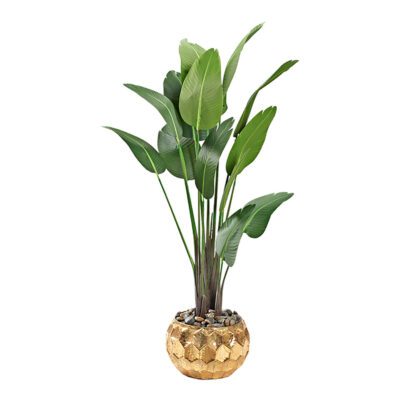 Medium Traveler Palm - Felix Planter - 322924