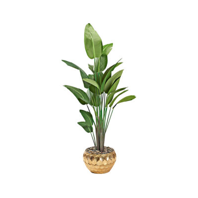 Traveler Palm 8' - 728 - Felix Planter