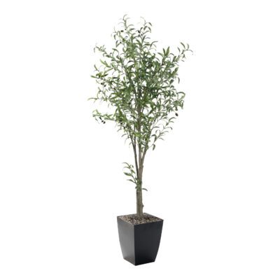 Small Olive Tree