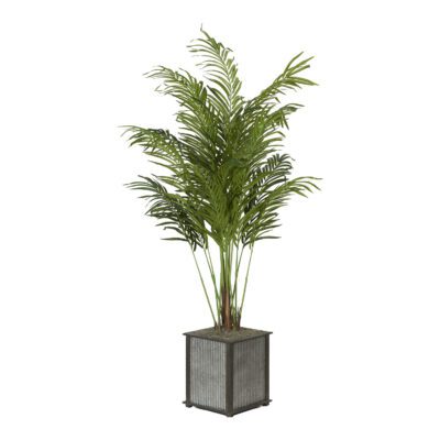 Medium Areca Palm - Tin and Timber Planter - 7241012